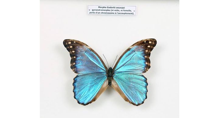 Morpho godarti assarpai (symetric gynandromorph) (Internet Image property of respective owner, non-commercial use only)